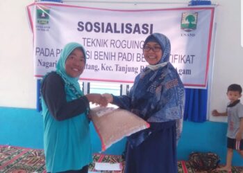 Pentingnya Teknik Roguing pada Produksi Benih Padi Bersertifikat