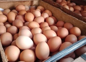 Duh, Telur Kuno Berusia 1.700 tahun ini Pecah Saat Penggalian