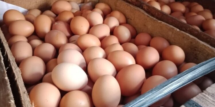 Duh, Telur Kuno Berusia 1.700 tahun ini Pecah Saat Penggalian