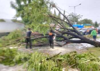 Dilanda Hujan Lebat dan Angin Kencang, 51 Titik Pohon Tumbang di Kota Padang