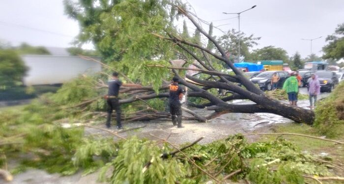 Dilanda Hujan Lebat dan Angin Kencang, 51 Titik Pohon Tumbang di Kota Padang