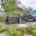 Dilanda Hujan Lebat dan Angin Kencang, 51 Titik Pohon Tumbang di Kota Padang