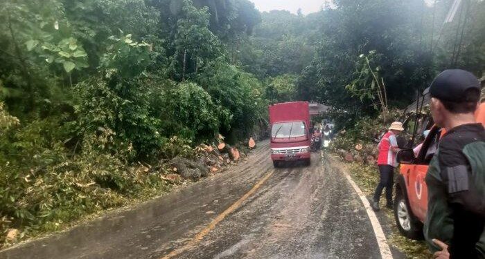 Lumpuh Total Akibat Pohon Tumbang, Kini Arus Lalu Lintas Padang – Painan Kembali Lancar