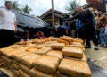 Lebih 500Kg Ganja Kering Disita BNNP di Pasaman 