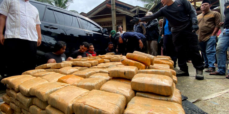 Lebih 500Kg Ganja Kering Disita BNNP di Pasaman