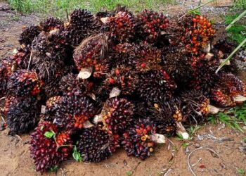 Nilai Ekspor Sumbar Meningkat, Golongan Lemak Penyumbang Tertinggi