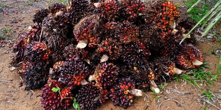 Nilai Ekspor Sumbar Meningkat, Golongan Lemak Penyumbang Tertinggi