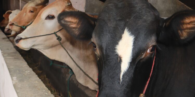 Program Prabowo-Gibran Butuh 1,65 Juta Sapi Perah