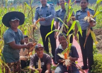 Warga Binaan Lapas Dharmasraya Sukses Panen Jagung