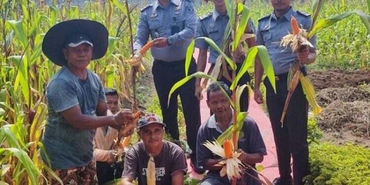 Warga Binaan Lapas Dharmasraya Sukses Panen Jagung