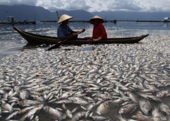 75 Ton Ikan di Danau Maninjau Mati Akibat Cuaca Ekstrem