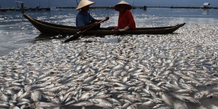 75 Ton Ikan di Danau Maninjau Mati Akibat Cuaca Ekstrem