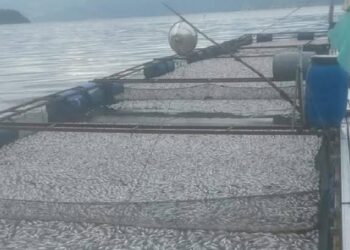 Puluhan Ton Ikan Keramba di Danau Maninjau Mati