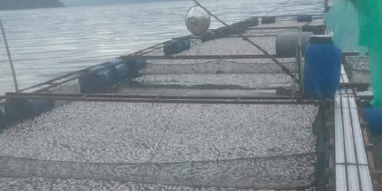 Puluhan Ton Ikan Keramba di Danau Maninjau Mati