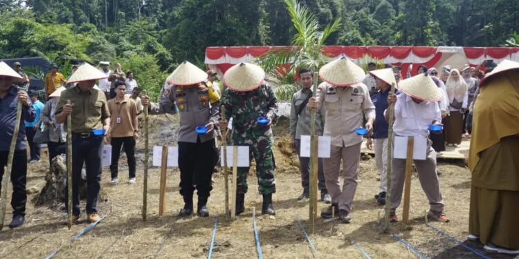 Pasbar Dukung Ketahanan Pangan Nasional dengan Tanam Padi Gogo