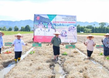 Pemkab Agam Lucurkan Program Sawah Pokok Murah