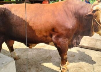 Bantuan sapi qurban langsung dari Presiden Republik Indonesia, Prabowo Subianto. [foto : ist]