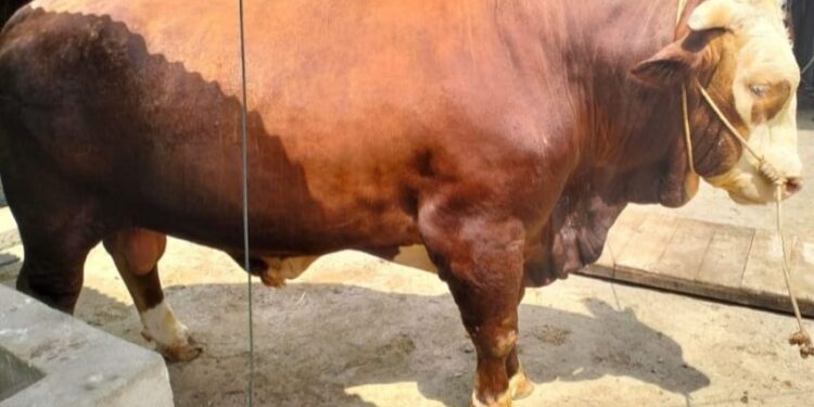 Bantuan sapi qurban langsung dari Presiden Republik Indonesia, Prabowo Subianto. [foto : ist]