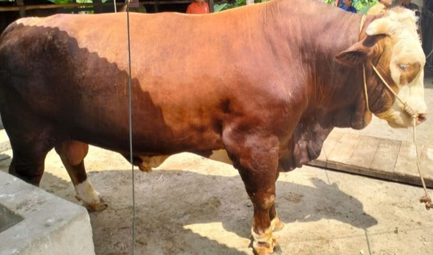 Bantuan sapi qurban langsung dari Presiden Republik Indonesia, Prabowo Subianto. [foto : ist]