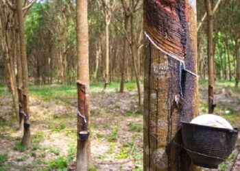 Maling Sawit dan Getah Karet Marak di Dharmasraya, Petani Menjerit