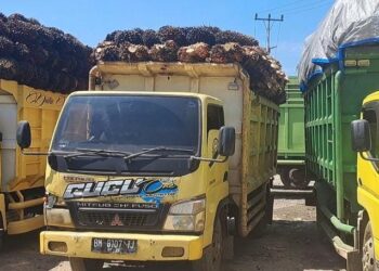 Puluhan Sopir Pengganti TBS PT DL Koto Baru Dharmasraya Terancam Hilang Pekerjaan