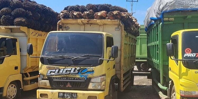 Puluhan Sopir Pengganti TBS PT DL Koto Baru Dharmasraya Terancam Hilang Pekerjaan