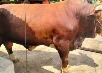 Sapi Kurban Presiden Prabowo Subianto Disembelih di Jorong Pasar Lama Pulau Punjung