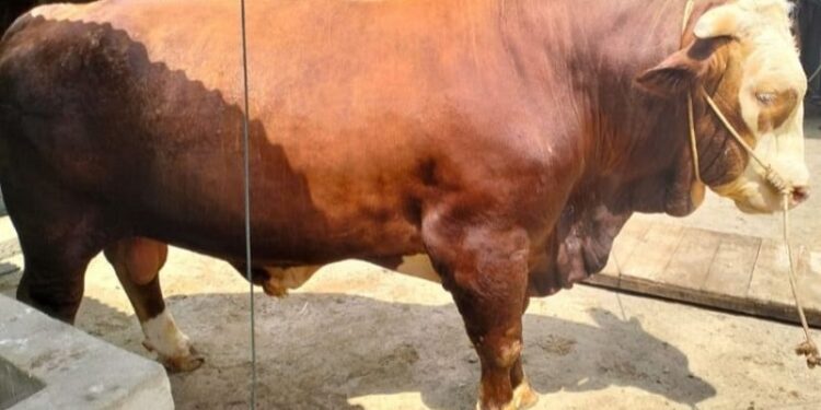 Sapi Kurban Presiden Prabowo Subianto Disembelih di Jorong Pasar Lama Pulau Punjung