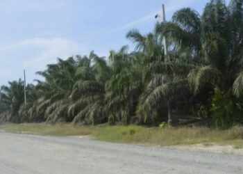 Warga Nagari Sikabau Keluhkan Ganti Rugi Lahan Plasma Terdampak Jaringan Listrik PT AWB