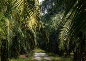 Dukung Pengembangan Wilayah Kawasan, PT AWB Masukan Aliran Listrik dari PLN