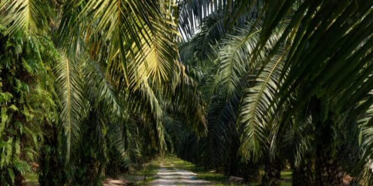 Dukung Pengembangan Wilayah Kawasan, PT AWB Masukan Aliran Listrik dari PLN