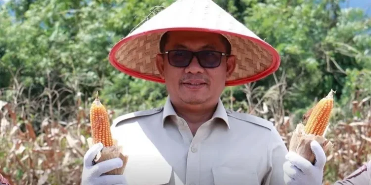 Evi Yandri Hadiri Panen Jagung Serentak di Nagari Katapiang