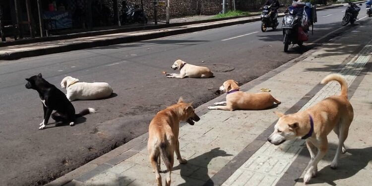 Warga Pulau Punjung Resah Akibat Serangan Anjing Liar, Ternak Jadi Korban dan Keselamatan Anak Terancam