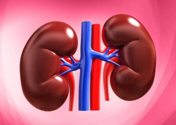 Ilustrasi Ginjal (Foto: Ist)