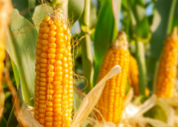 Mentawai Dorong Koperasi Jadi Motor Ekonomi Lewat Budidaya Jagung