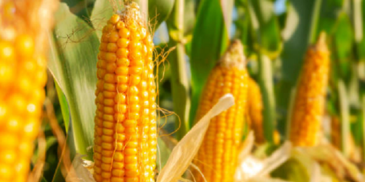 Mentawai Dorong Koperasi Jadi Motor Ekonomi Lewat Budidaya Jagung