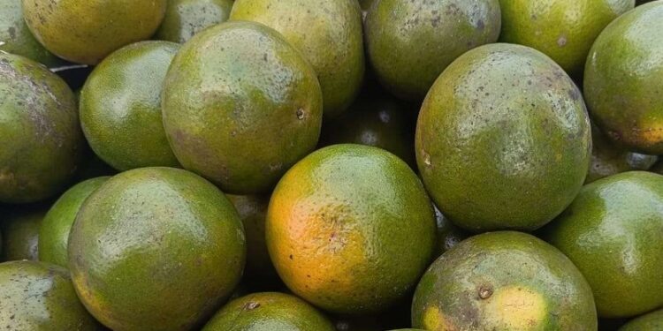 Buah yang Mengandung Vitamin C Lebih Tinggi dari Jeruk