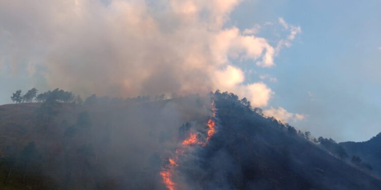 Karhutla di Sumbar Meluas, Lebih 500 Hektar Wilayah Terdampak