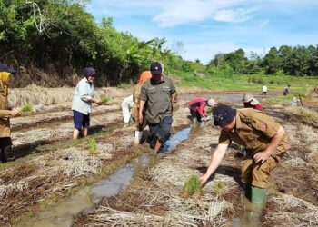 Program SPM Agam Hadapi Tantangan Kemarau, Pemkab Fokus Cari Solusi Pertanian Berkelanjutan
