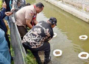 20 Ribu Benih Ikan Ditebar di Jawi-Jawi II dan Cimparuh, Pariaman Tingkatkan Produksi Perikanan