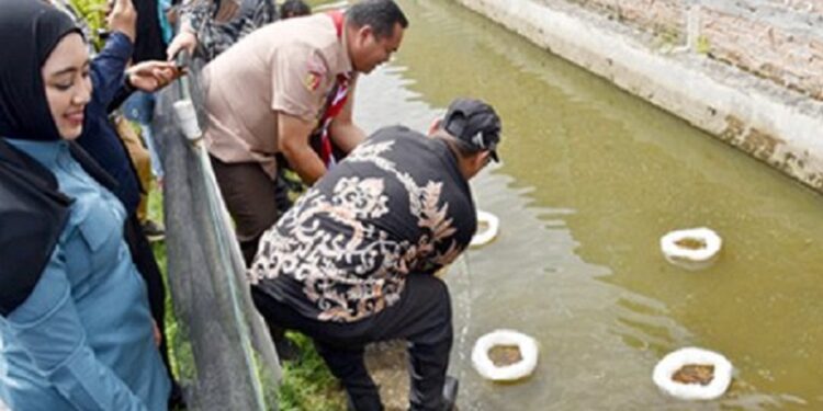 20 Ribu Benih Ikan Ditebar di Jawi-Jawi II dan Cimparuh, Pariaman Tingkatkan Produksi Perikanan