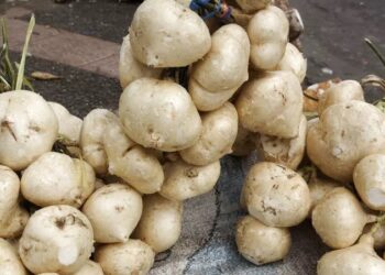 Manfaat Bengkuang untuk Jantung, Pencernaan, dan Berat Badan