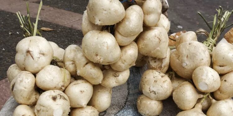 Manfaat Bengkuang untuk Jantung, Pencernaan, dan Berat Badan