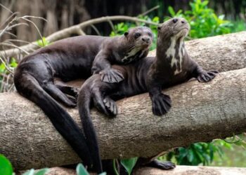 Empat Dekade Menghilang, Berang-berang ini Kembali Muncul