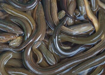 Belut Itu Ular atau Ikan? Jawabannya Bikin Banyak Orang Keliru