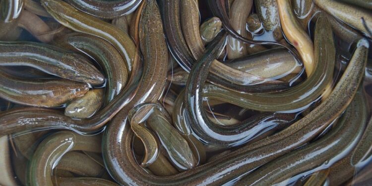 Belut Itu Ular atau Ikan? Jawabannya Bikin Banyak Orang Keliru