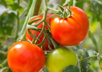 Tahukah Kamu, Ternyata Tomat adalah Leluhurnya Kentang