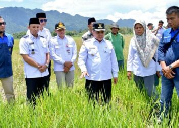 Sawah Pokok Murah Jadi Solusi Pertanian Agam Hadapi Kekeringan