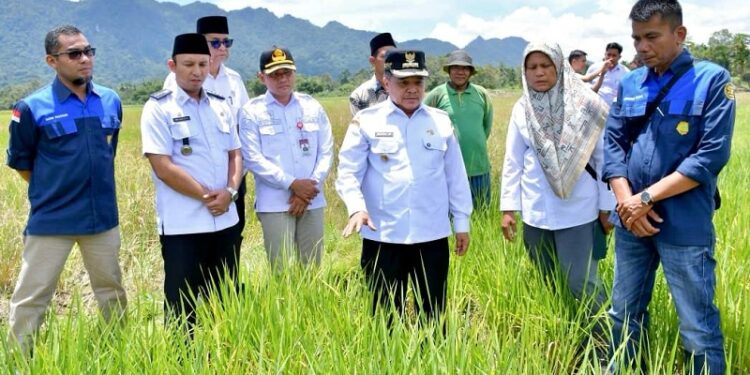 Sawah Pokok Murah Jadi Solusi Pertanian Agam Hadapi Kekeringan