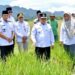 Sawah Pokok Murah Jadi Solusi Pertanian Agam Hadapi Kekeringan